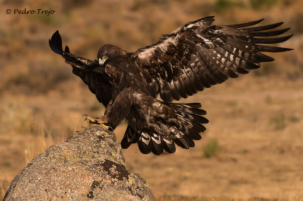 Águila real (Aguila chrysaetos)